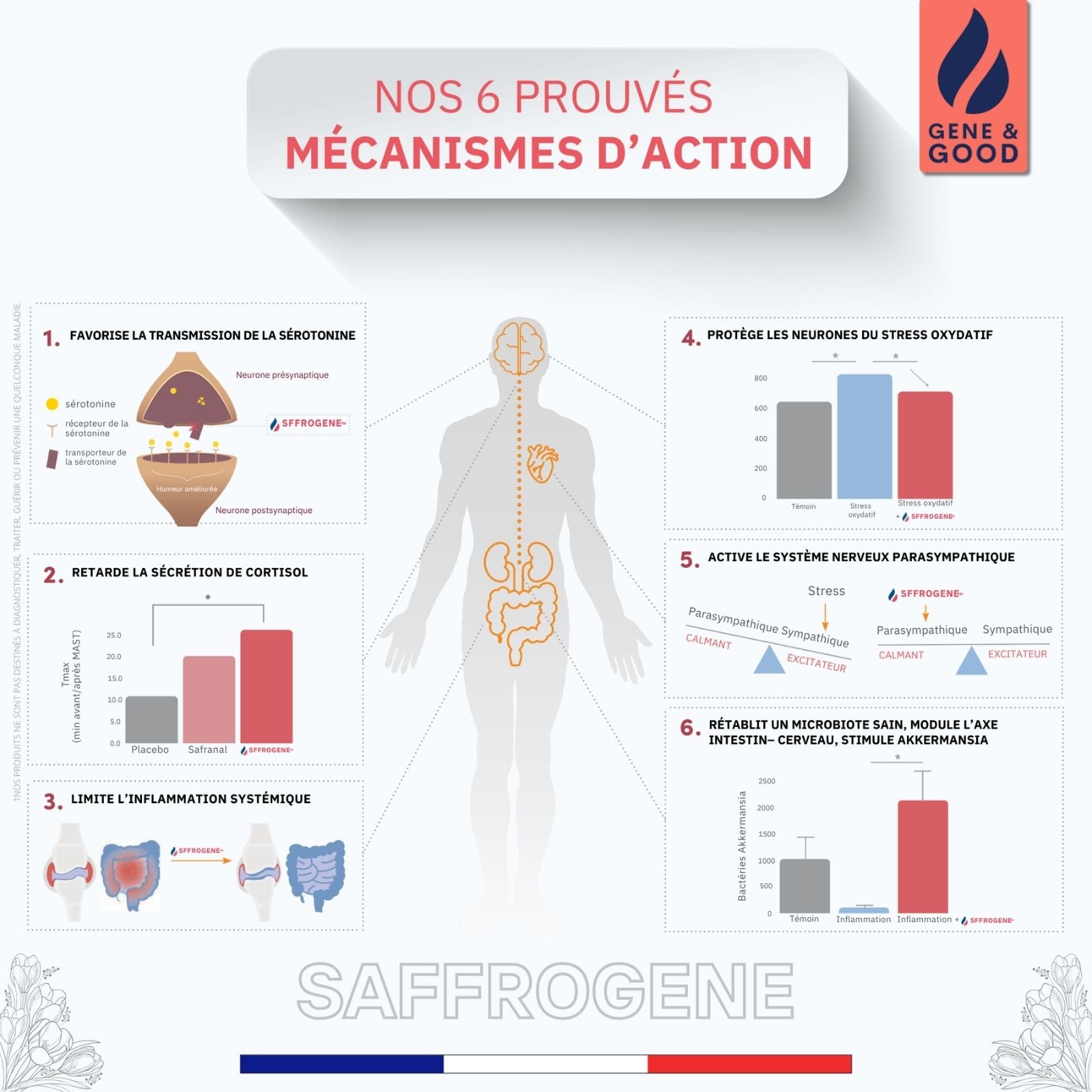 Health infographic about Saffrogenic with human body illustration and graphs on a white background.